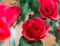 2 Pack (16FT) Artificial Rose Vine Flowers Plants Fake Flower Vine for Wedding Home Party Garden Craft Art Decor Red